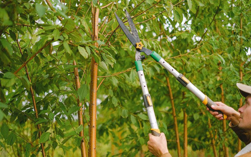 Tree trimming in Conyngham, PA